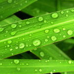leaf-nature-water-green-freshness-dew-1440543-pxhere-com.jpg